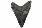 Serrated, Fossil Megalodon Tooth - South Carolina #307561-1